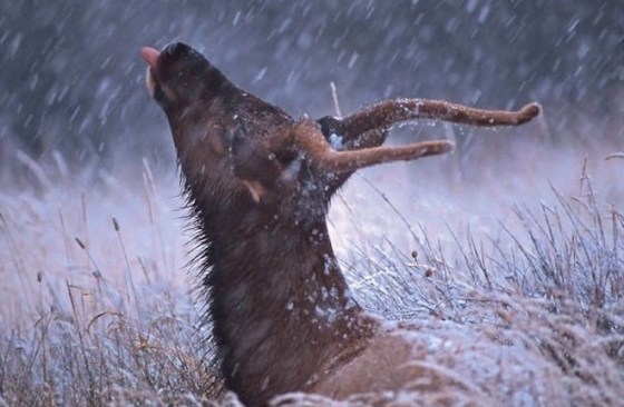 Élan léchant de la neige - Mark Peter