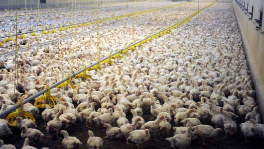 Élevage industriel de poulets.