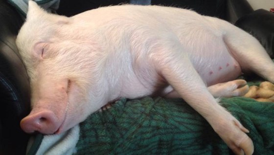 Esther the wonder pig