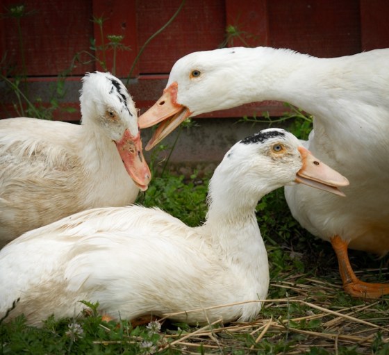 Des oies sauvées d'un élevage de foie gras. © Jo-Anne McArthur