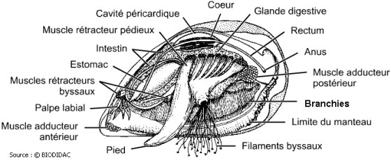 Les moules et certains autres bivalves ne possèdent même pas de cerveau.