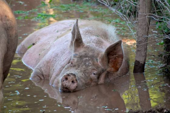Miss Piggy from Woodstock