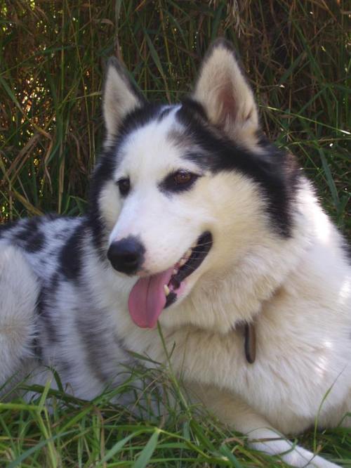 Kali, qui a vécu 7 ans avec Sophie.