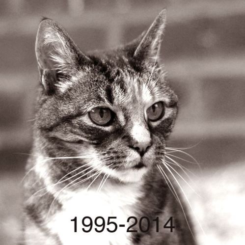 Po la chatte gériatrique