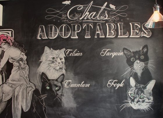 Murale présentant les chats adoptables (en juin — il y a eu un peu de roulement depuis!).