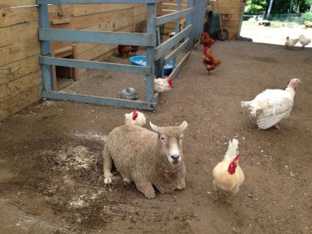 Une photo que j'ai prise lors de ma visite à VINE: l'on voit des membres de plusieurs espèces cohabiter.