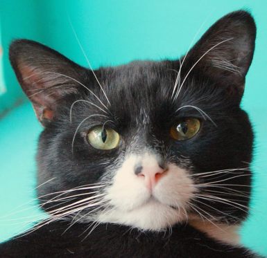 Tarquin, l'un des habitués du café.